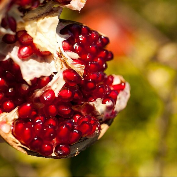 Weleda 24 Hour Roll-On Deodorant, Pomegranate, 1.7 Fluid Ounce (Pack of 2) - Picture 5 of 16